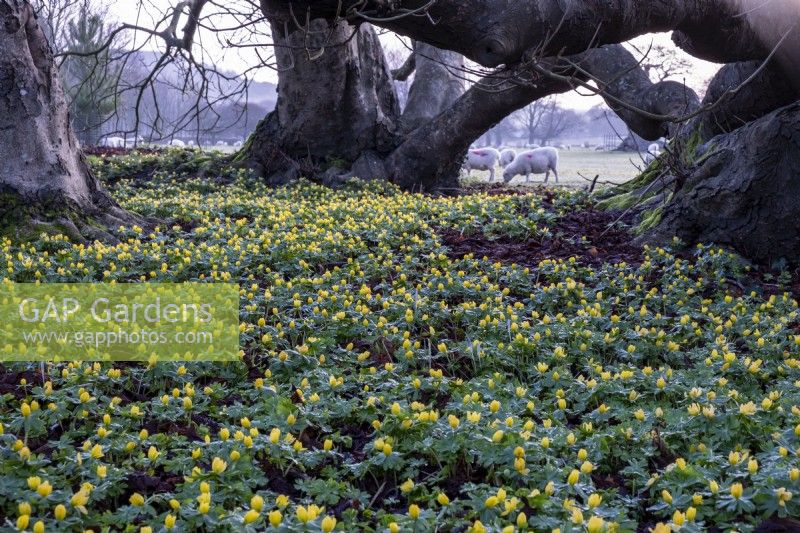 A yellow carpet of Eranthis hyemalis, Winter Aconites beneanth the trees at West Dean Gardens.