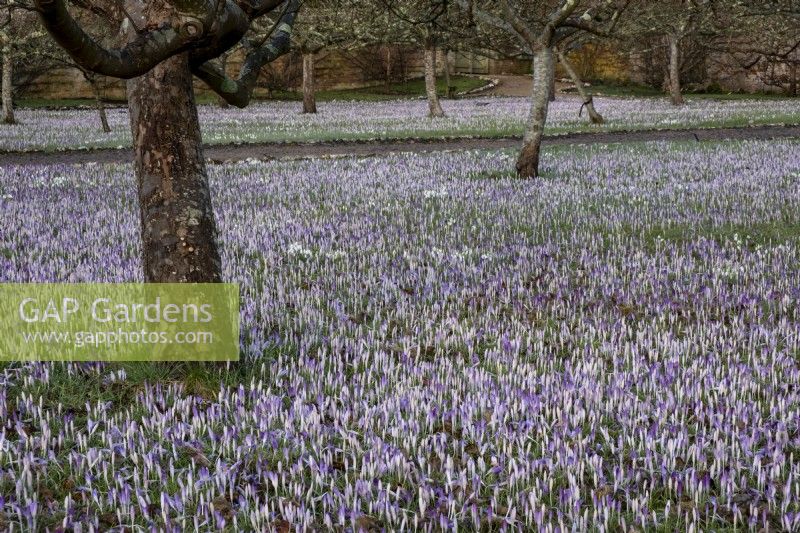 Crocus tommasinianus growing beneath the apple trees in the walled garden at West Dean College.