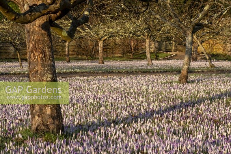 Crocus tommasinianus and apples trees in the walled orchard at West Dean Gardens