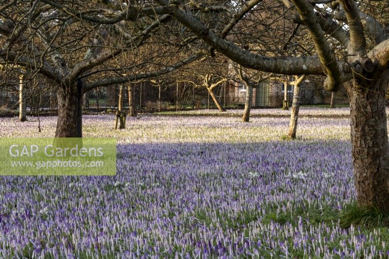 A purple haze of Crocus tommasinianus in the orchard at West Dean Gardens.