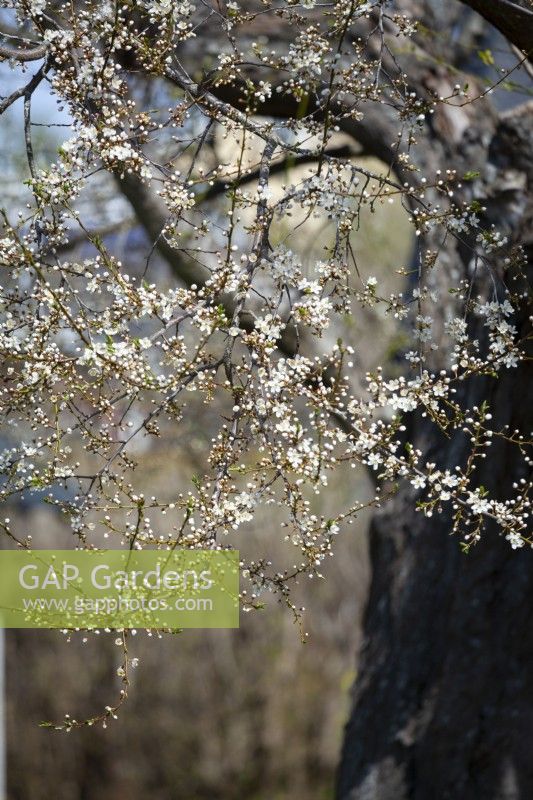 Prunus cerasifera 'Cherry Plum' - in early May