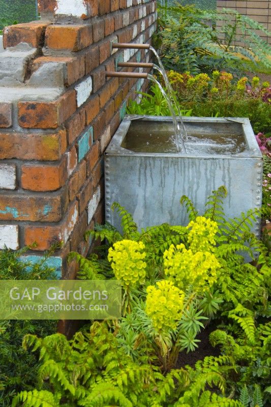 A fountain flowing out of a brick wall and flow of water through copper piping to old galvanised water tank in early spring garden. Plants: Euphorbia characias sub. Wulfenii, Polystichum polyblepharum, Euphorbii x martini, Mahonia x media Winter Sun. April
Designer: Pam Creed