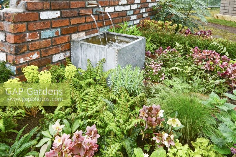 A fountain flowing out of a brick wall and flow of water through copper piping to old galvanised water tank surrounded by lush plants in early spring garden. Plants: Helleborus x ballardiae 'Candy Love', Euphorbia characias sub. Wulfenii, Polystichum aculeatum, Blechnum spicant,Euphorbia x martini, Mahonia x media Winter Sun. April
Designer: Pam Creed