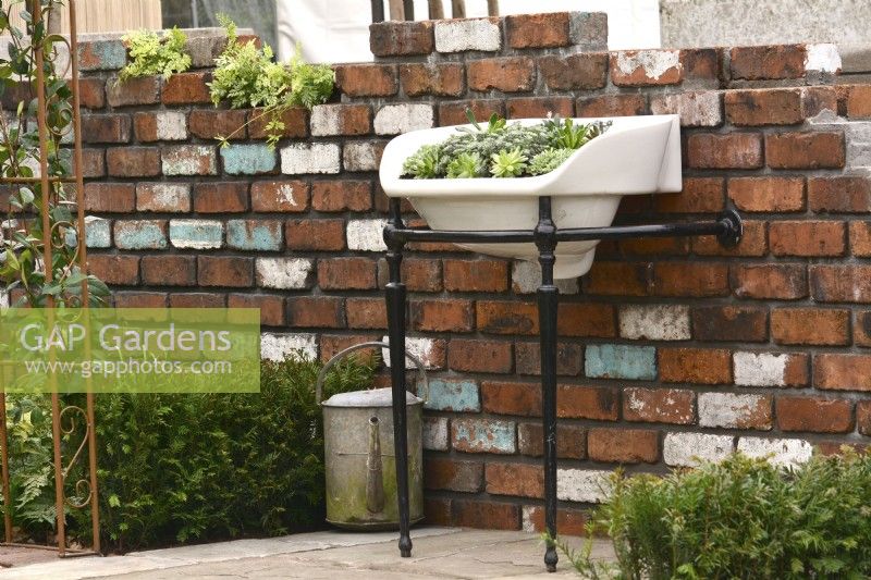 A  novel use for an old porcelain sink filled by succulents  mounted on the bricks wall as a planter and low hedge of Yew in early spring garden. April
Designer: Pam Creed