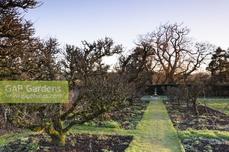 Avenue of old espaliered apple trees in the Kitchen Garden of Hergest Croft in January