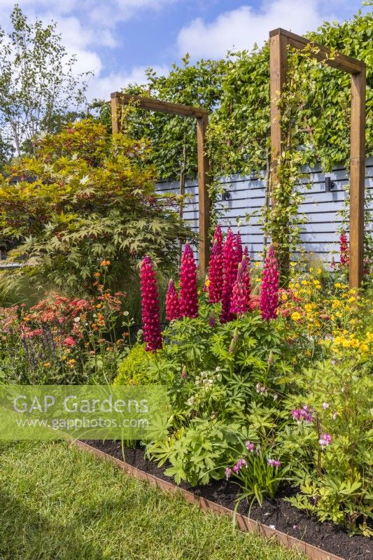 Colourful perennials bed in June planted with Lupinus 'Red Rum', Geum 'Totally Tangerine' and Geum 'Lady Stratheden'. Designer: Colm Carty, Bord Bia Bloom 2023