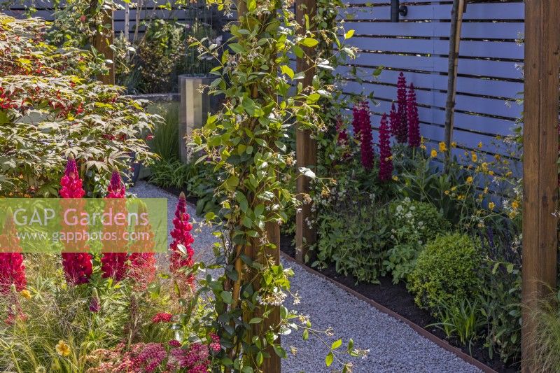 A gravel granite path between flower beds planted with Lupinus 'Red Rum'. Both sides of the path are decorated with Trachelospermum jasminoides - Star jasmine on a wooden pergola. June. Designer: Colm Carty, Bord Bia Bloom 2023