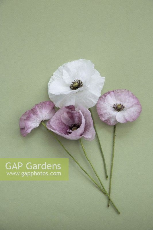 Poppy rhoeas 'Mother of Pearl Mix'
