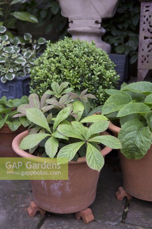 Rodgersia pinnata, box ball and foxgloves in terracotta containers