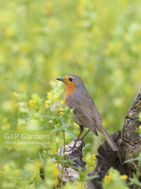 Erithacus rubecula - Robin perched in wildflower meadow