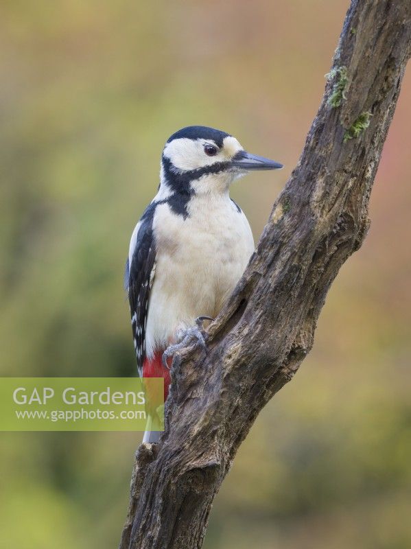 Dendrocopos major - Great Spotted Woodpecker