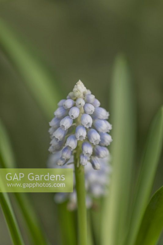 Muscari 'Mountain Lady' flowering in Spring - March
