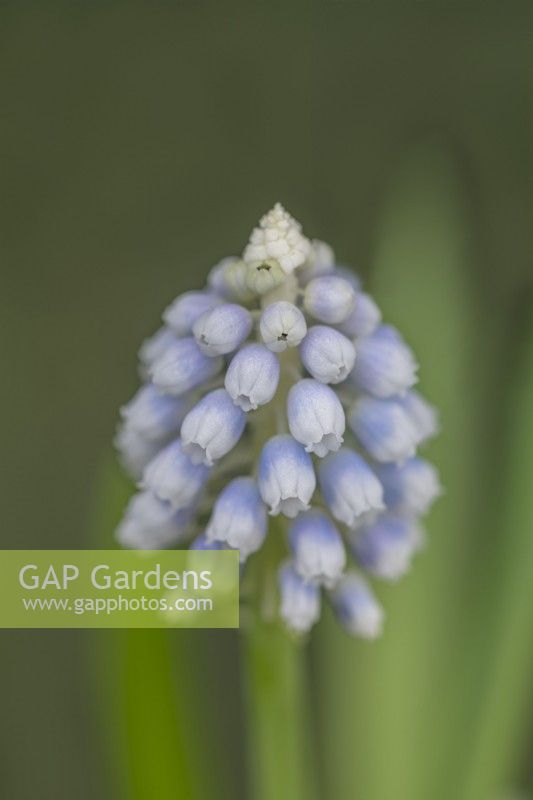 Muscari 'Mountain Lady' flowering in Spring - March