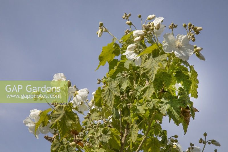 Abutilon vitifolium 'Album', May