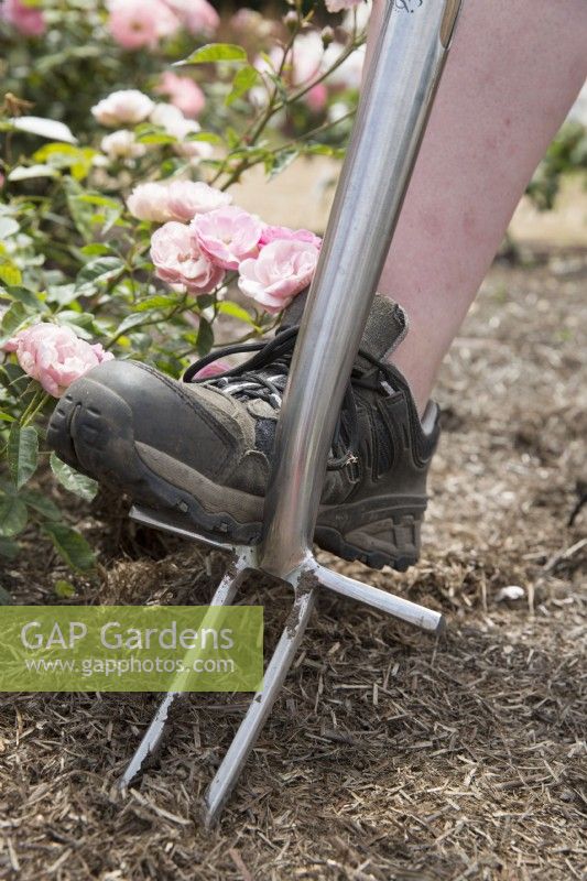 Using Rose Fork to aerate rose roots
