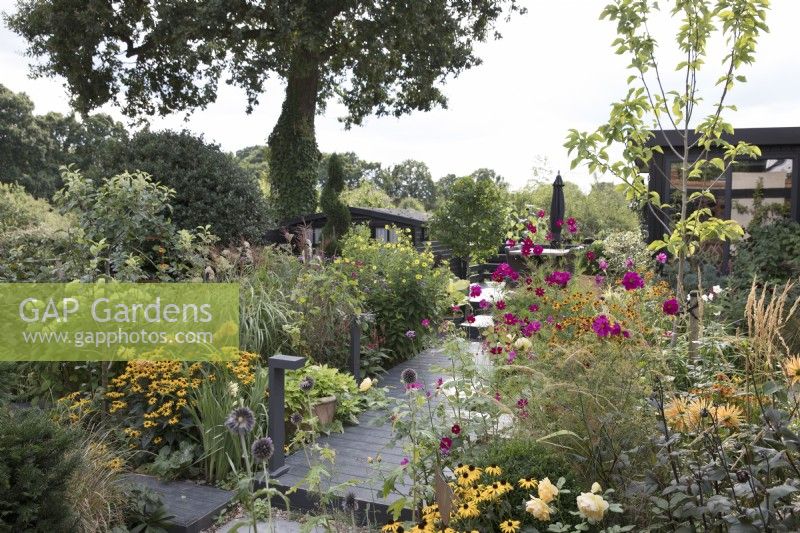 Late summer garden with garden office and Rudbeckia 'Goldsturm', Cosmos bipinnatus 'Dazzler', Echinops and Rosa 'Graham Thomas'
