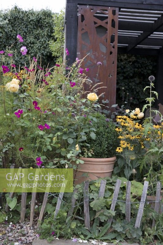 Rosa 'Graham Thomas', Cosmos 'Dazzler', Box ball and Rudbeckia 'Goldstrum' with low chestnut fencing in contemporary garden

