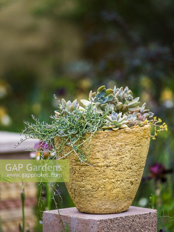 Succulents planted in hand made pot. The Nurture Landscapes Garden, Designer: Sarah Price, Gold medal winner RHS Chelsea Flower Show 2023