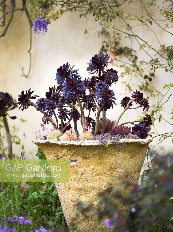 Aeonium 'Zwartkop' planted in hand made pot at The Nurture Landscapes Garden, Designer: Sarah Price, Gold medal winner RHS Chelsea Flower Show 2023