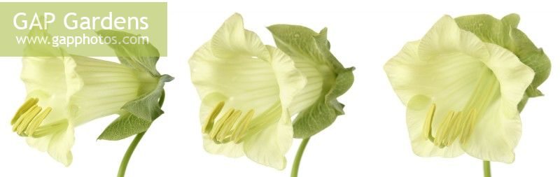 Cobaea scandens f. alba  White flowered cup-and-saucer vine  Composite picture  October