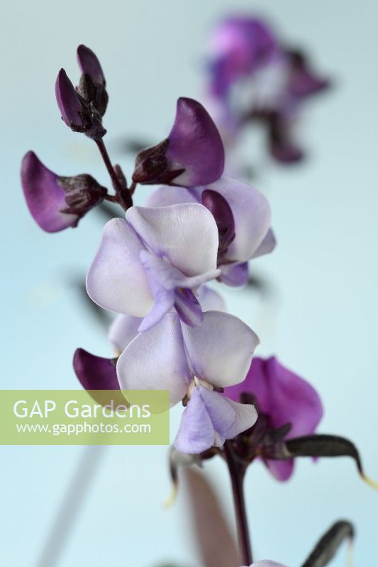 Lablab purpureus  'Ruby Moon'  Hyacinth bean flowers  Syn. Dolichos 'Ruby Moon'  September