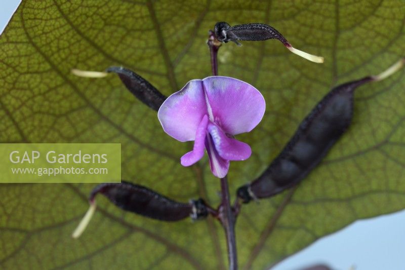 Lablab purpureus  'Ruby Moon'  Hyacinth bean flower and pods  Syn. Dolichos 'Ruby Moon'  September