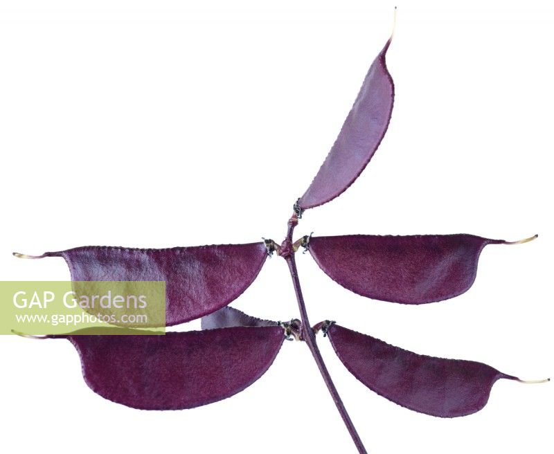 Lablab purpureus  'Ruby Moon'  Hyacinth beans  Syn. Dolichos 'Ruby Moon'  September