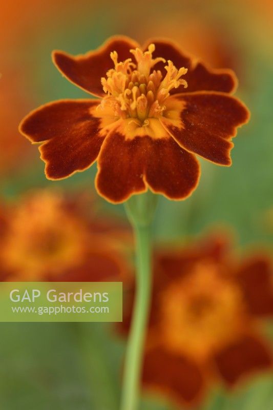 Tagetes tenuifolia  'Starfire'  Signet marigold  One colour from mix  September