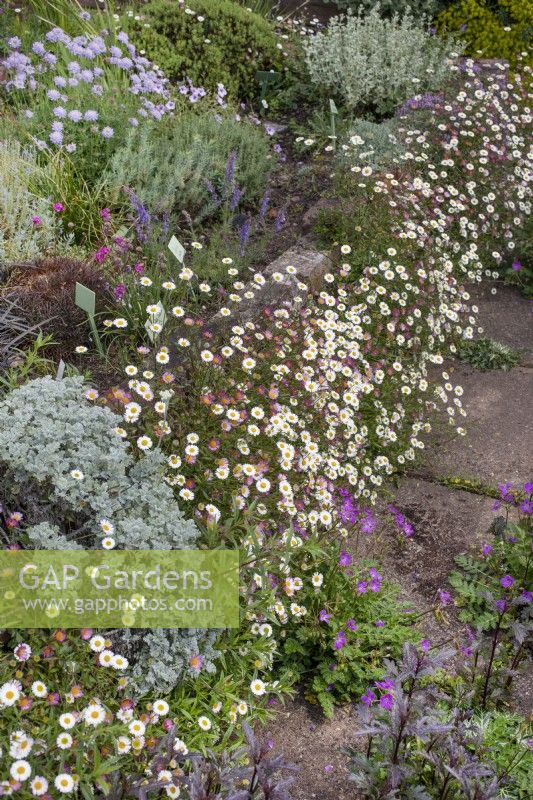 Erigeron karvinskianus - Mexican Fleabane growing on and at the base of a brick raised bed, June