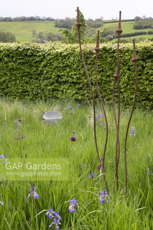 Irises in long grass at Yeo Valley Organic Garden, May