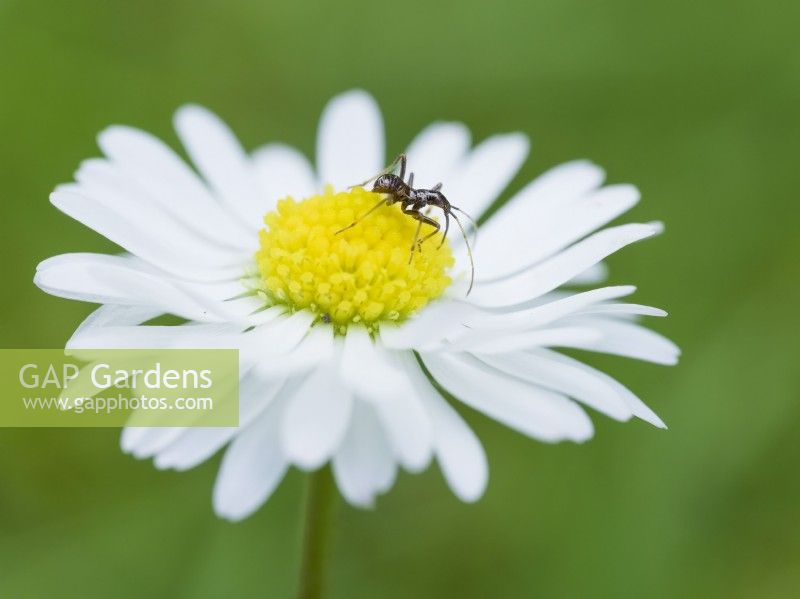 Myrmecoris gracilis - an ant mimic bug on common daisy flower