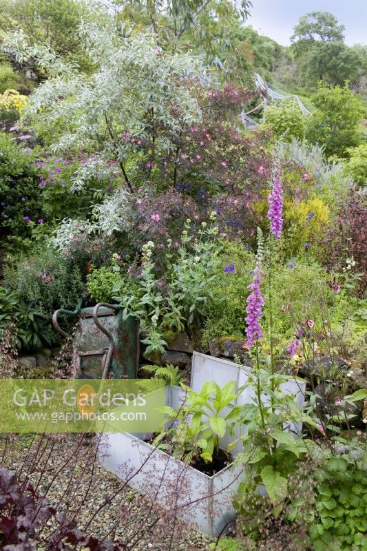 Small cold frame with potted Echiums surrounded by heavily planted and steeply sloping borders. Plants inluced Digitalis purpurea - foxglove, Rosa glauca, Aquilegia - columbine, Centranthus ruber 'Albus' - white valerian, Heuchera, Geraniums and silver foliage of a Salix - willow.

Lip na Cloiche Garden  and  Nursery, Isle of Mull, Scotland