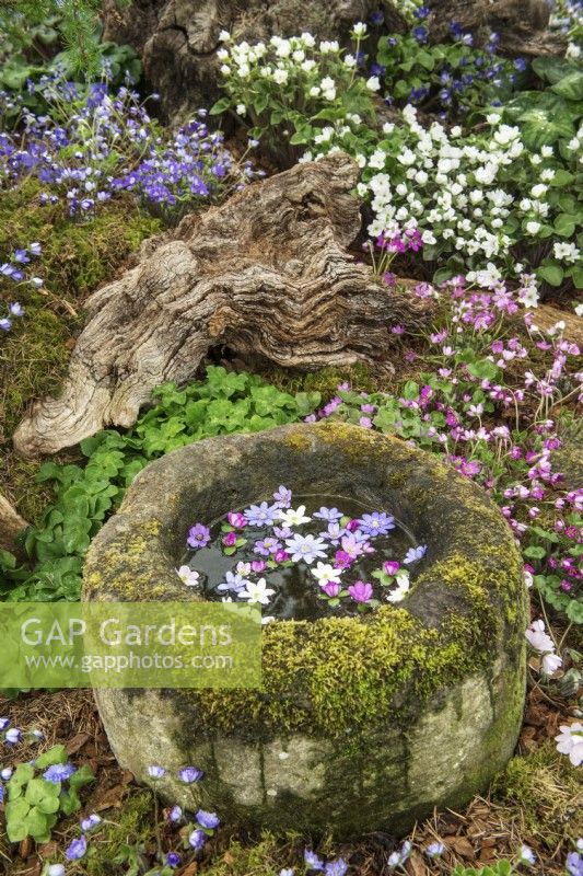 Display stand of Hepaticas including a stone bowl filled with floating cut flowers by Ashwood Nurseries at RHS Chelsea Flower Show 2016