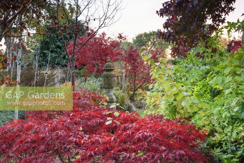 Terracotta urn in an autumn garden with fiery red acers