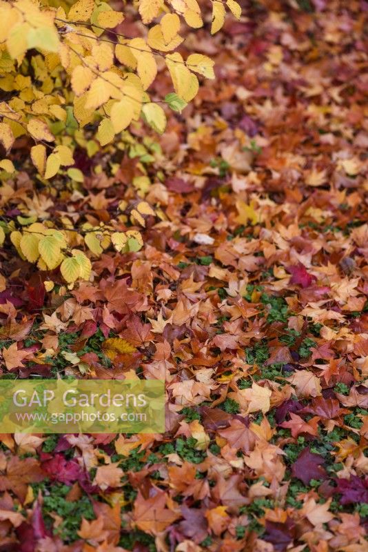 Carpet of acer leaves on lawn in autumn