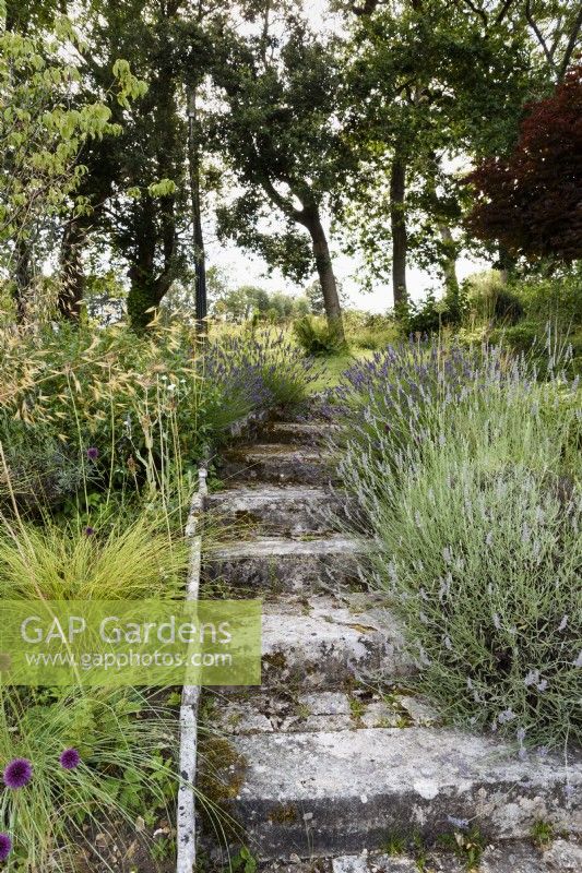 Steps edged with lavender in a country garden in July