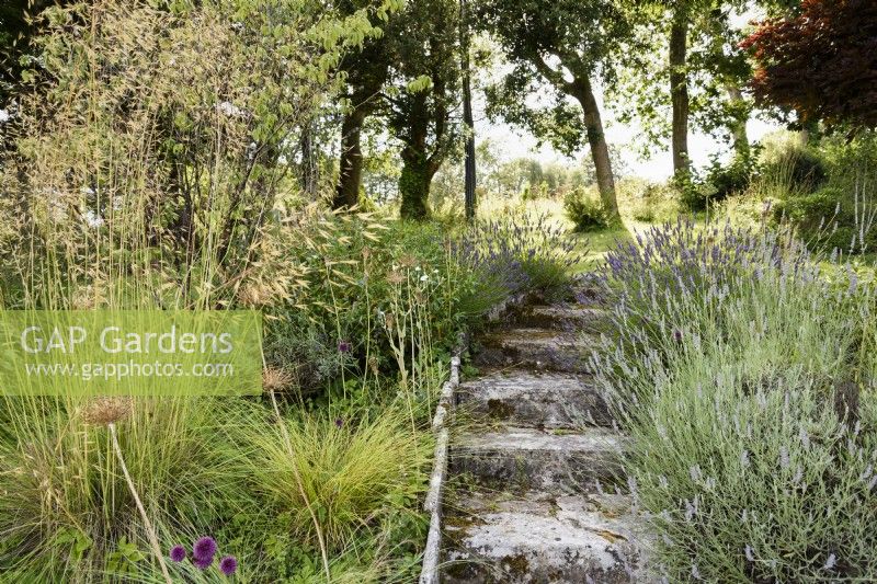 Steps edged with lavender and Stipa gigantea in a country garden in July