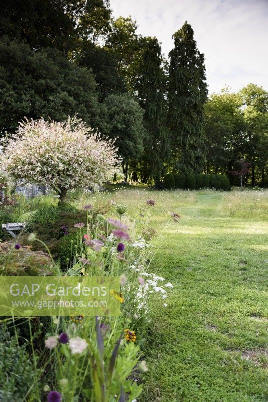 Salix integra 'Hakuro-nishiki' in a country garden in July
