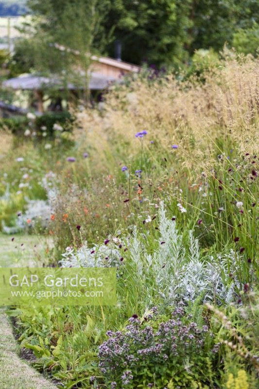 Border of herbaceous perennials and ornamental grasses in July