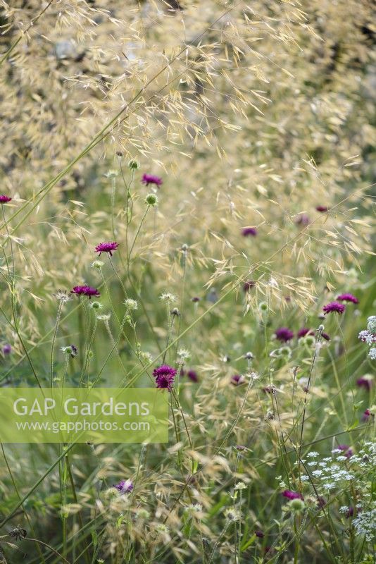Golden awns of Stipa gigantea with button flowers of Knautia macedonica in July