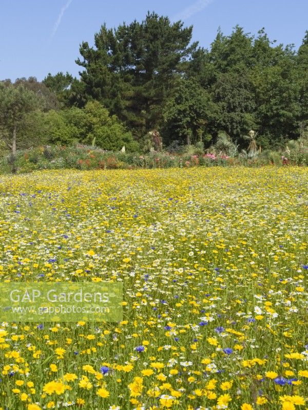 Cultivated wildflower meadow with cornflower, camomile, corn marigold