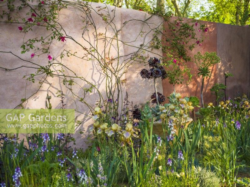 Bed with Benton Irises including 'Benton Olive' by the boundary wall painted with natural paint. The Nurture Landscapes Garden, Designer: Sarah Price, Gold medal winner Chelsea Flower Show 2023
