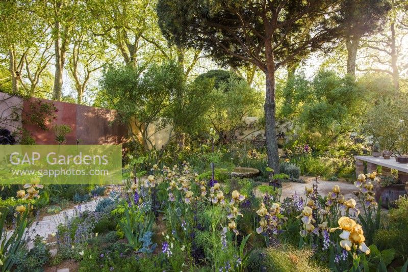 Pinus Sylvestris pruned as a stone Pine surrounded by flower beds with Benton Irises. The Nurture Landscapes Garden, Designer: Sarah Price, Gold medal winner Chelsea Flower Show 2023