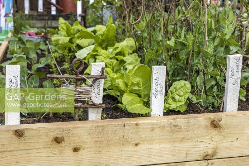 Vintage string line row marker and wooden plant labels with names Cabagge, Spinach Beet and Peas. April, Spring