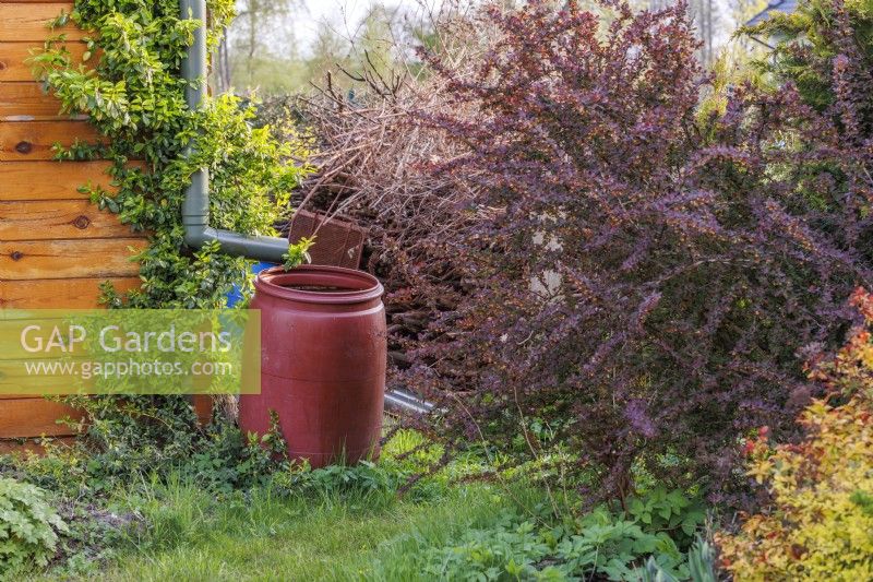Red plastic barrel collecting rainwater from the roof of the wooden shed. Berberis thunbergii next to the barrel.