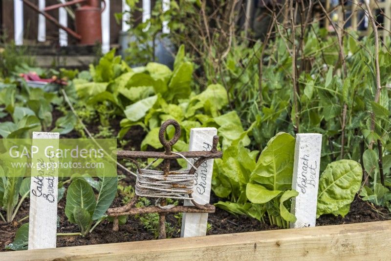 Antique string line row marker and wooden plant labels with names Cabagge and Spinach Beet. April, Spring