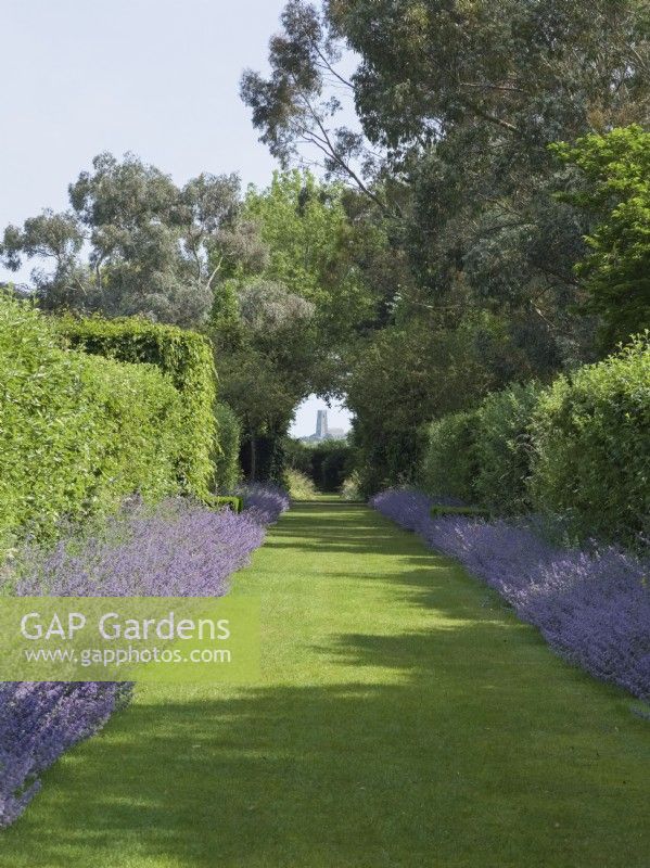 The Apple walk with Nepeta flowering in borders and view of Happisburgh church at East Ruston Old Vicarage Norfolk