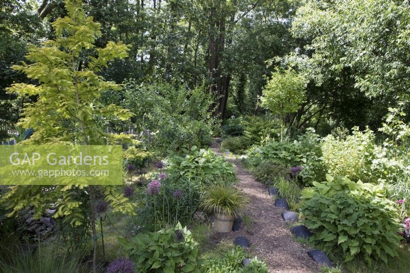 Woodland garden with pathway leading to black alder forest