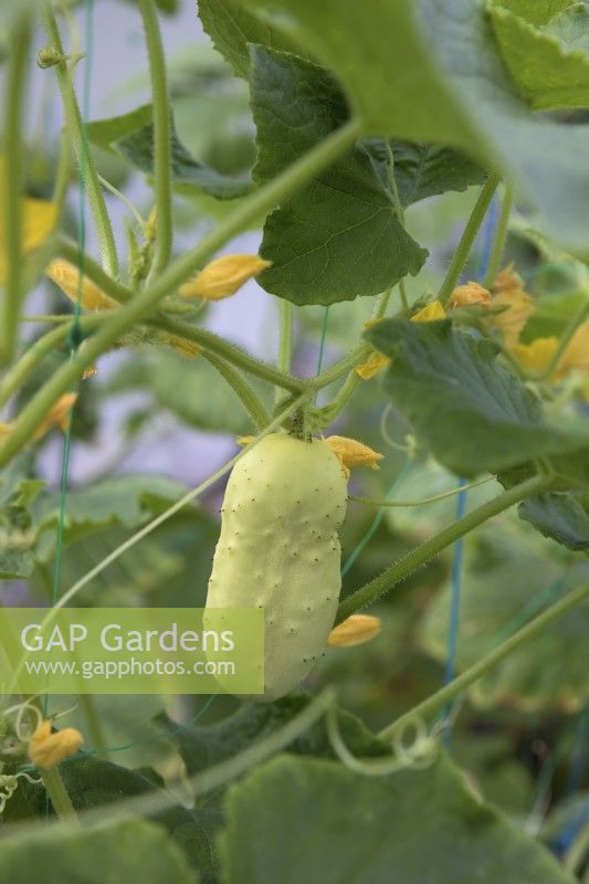 Cucumber 'Boothby's Blond'
