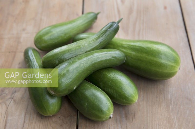 Cucumber 'Cucino'
